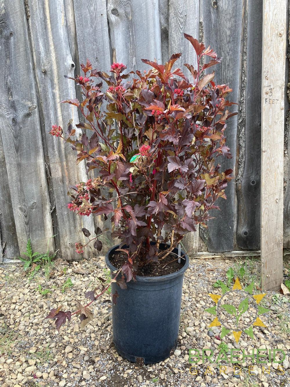 Center Glow Ninebark