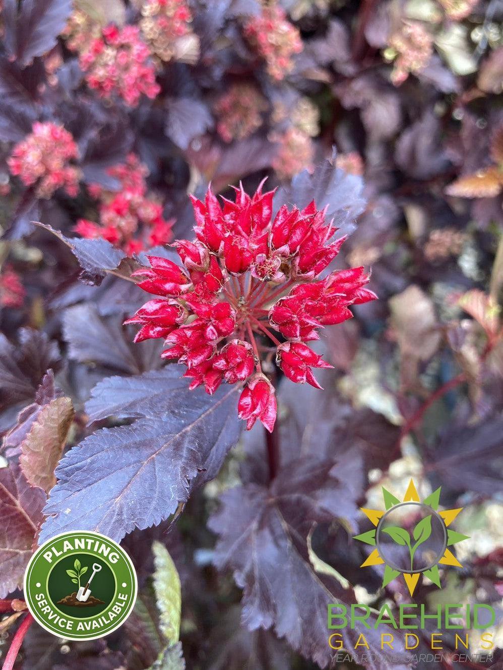 Center Glow Ninebark
