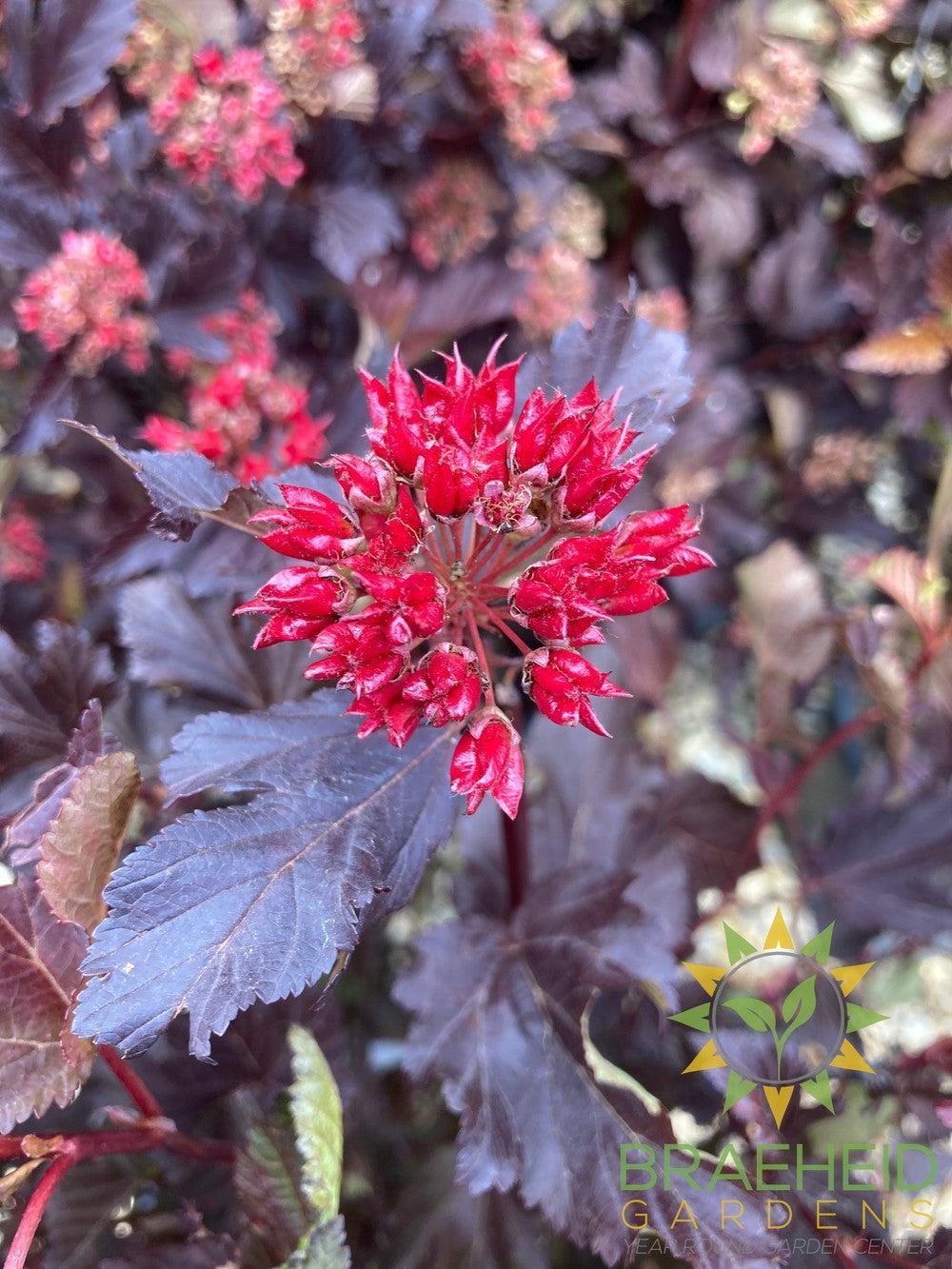 Center Glow Ninebark