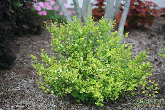 Cesky Gold™ Golden Treasure Dwarf Birch