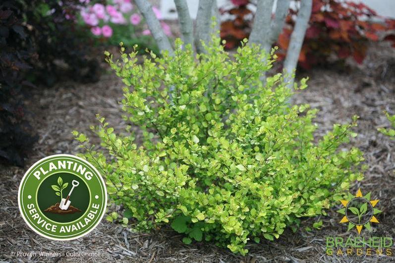 Cesky Gold™ Golden Treasure Dwarf Birch
