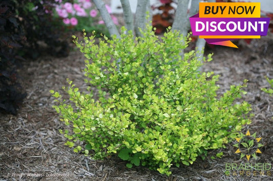 Cesky Gold™ Golden Treasure Dwarf Birch