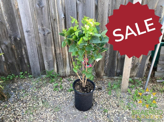 Charles Joly French Lilac