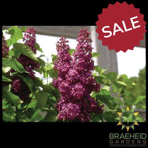 Charles Joly French Lilac