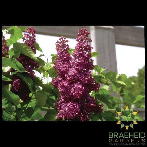 Charles Joly French Lilac