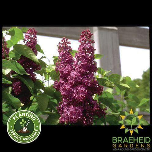 Charles Joly French Lilac
