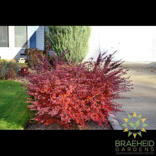Cherry Bomb® Japanese Barberry