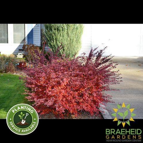 Cherry Bomb® Japanese Barberry