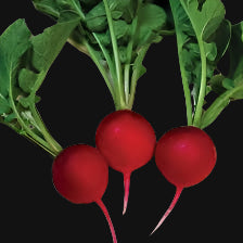 Cherry Belle Radish