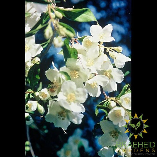 Cheyenne® Mock Orange