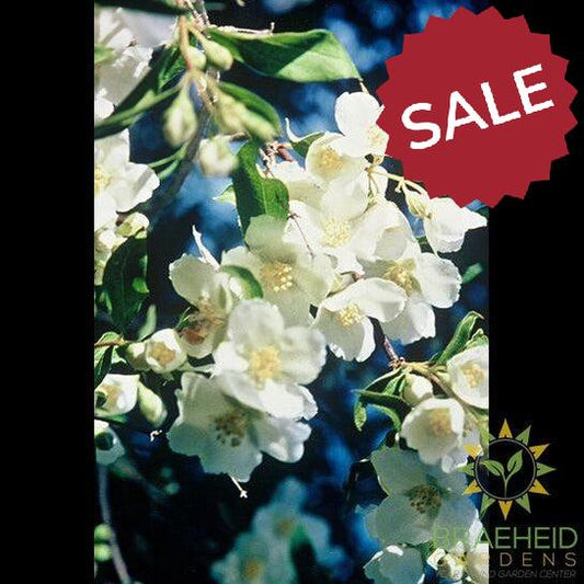 Cheyenne® Mock Orange
