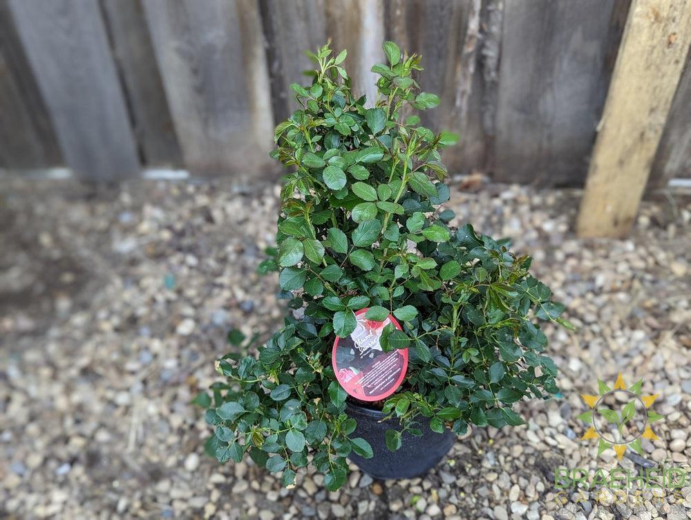 Chinook Sunrise Rose - Vineland