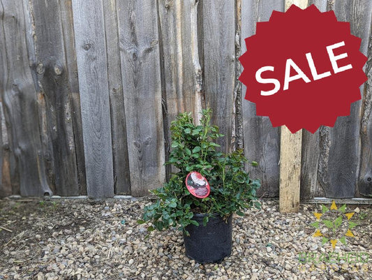 Chinook Sunrise Rose - Vineland