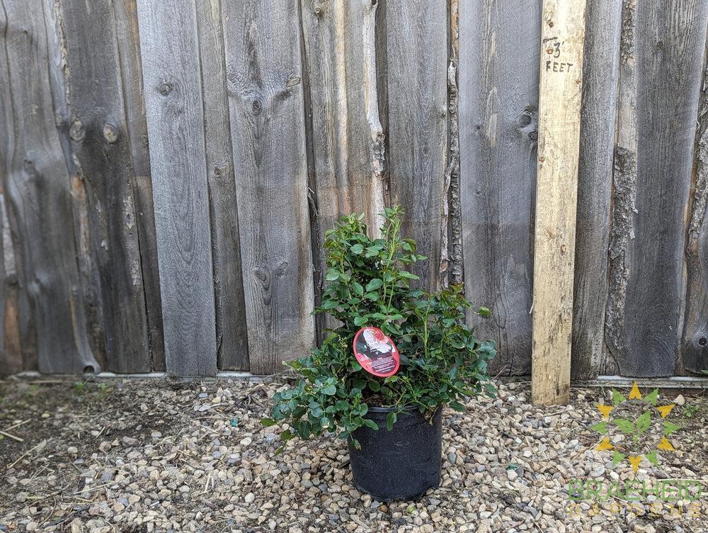 Chinook Sunrise Rose - Vineland