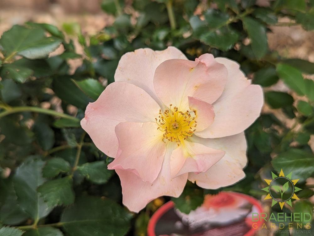 Chinook Roses Chinook Sunrise Rose - Vineland – Braeheid Gardens Ltd.