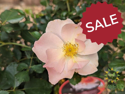 Chinook Sunrise Rose - Vineland