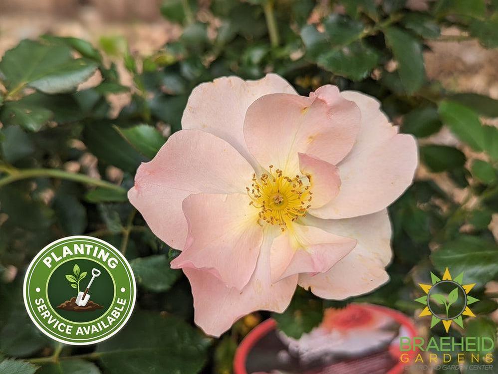Chinook Sunrise Rose - Vineland