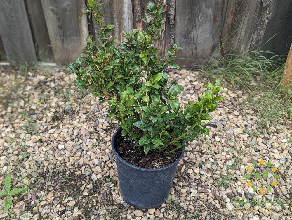 Buy Chippewa Blueberry an Edible Shrub in Grande Prairie Alberta - Braeheid Gardens Ltd.