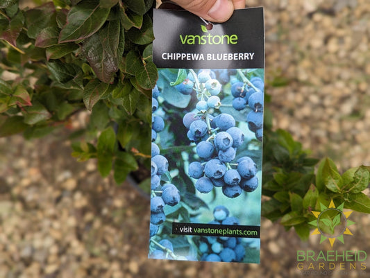 Chippewa Blueberry