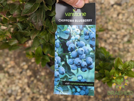 Buy Chippewa Blueberry an Edible Shrub in Grande Prairie Alberta - Braeheid Gardens Ltd.