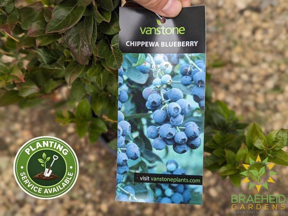 Buy Chippewa Blueberry an Edible Shrub in Grande Prairie Alberta - Braeheid Gardens Ltd.
