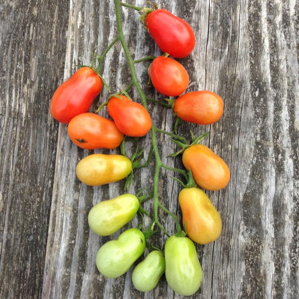 Christmas Lights Tomato