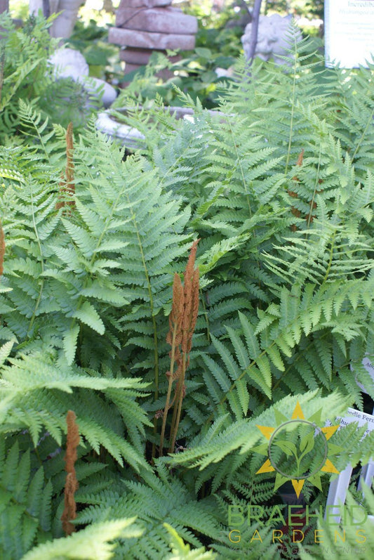 Cinnamon Fern