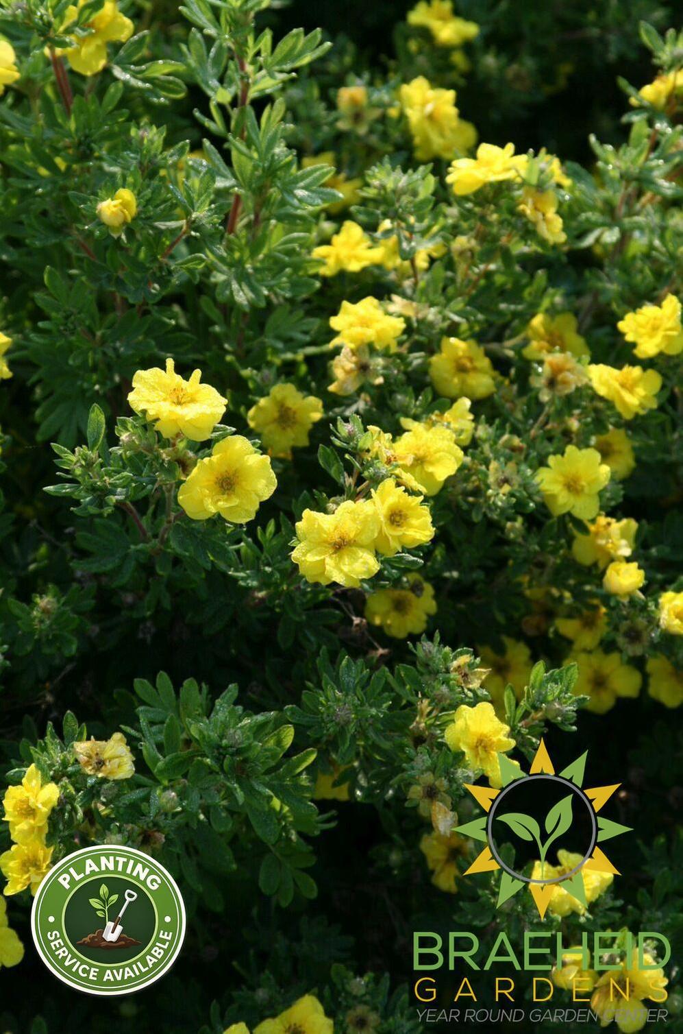 Citrus Tart Potentilla