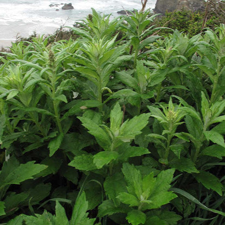 Coastal Mugwort