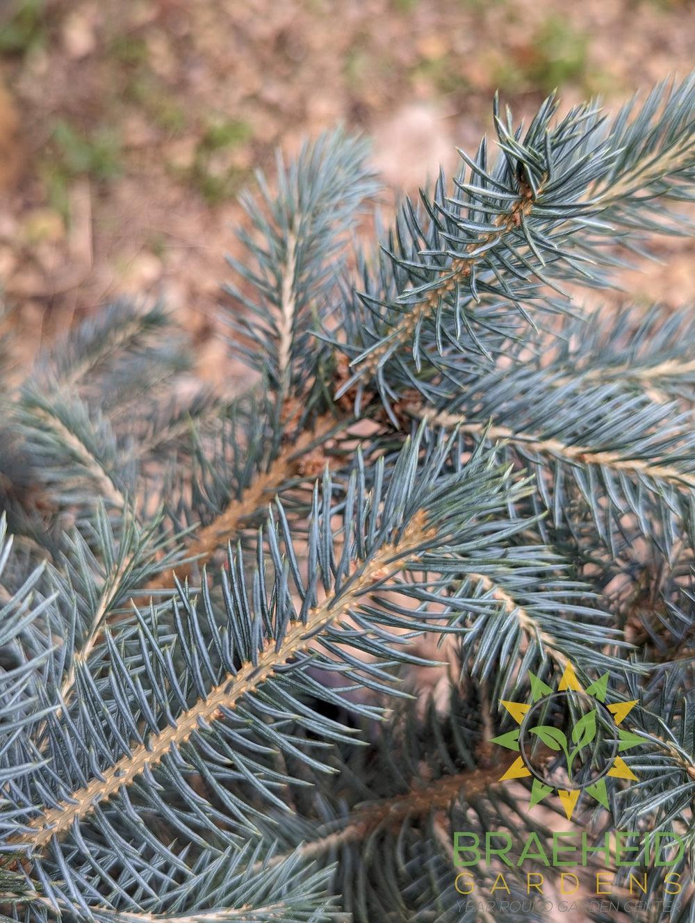Colorado Spruce- Tree for sale, Grown in Grande Prairie -Braeheid Gardens Ltd. on Emerson Trail