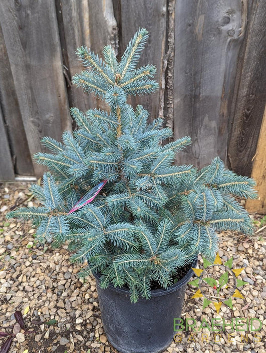 Colorado Spruce- Tree for sale, Grown in Grande Prairie -Braeheid Gardens Ltd. on Emerson Trail