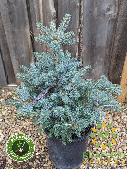 Colorado Spruce- Tree for sale, Grown in Grande Prairie -Braeheid Gardens Ltd. on Emerson Trail