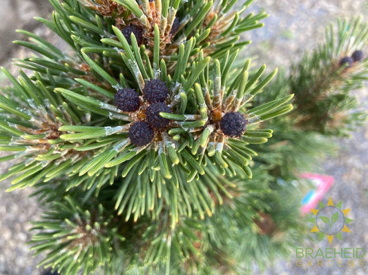 Columnar Mugo Pine