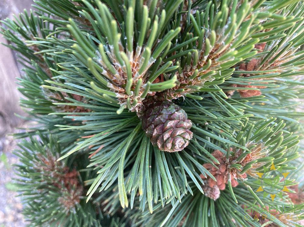 Columnar Mugo Pine