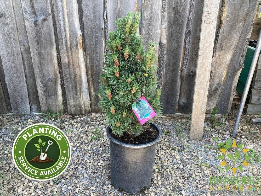 Columnar Mugo Pine