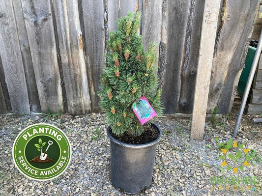 Columnar Mugo Pine
