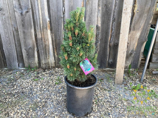 Columnar Mugo Pine