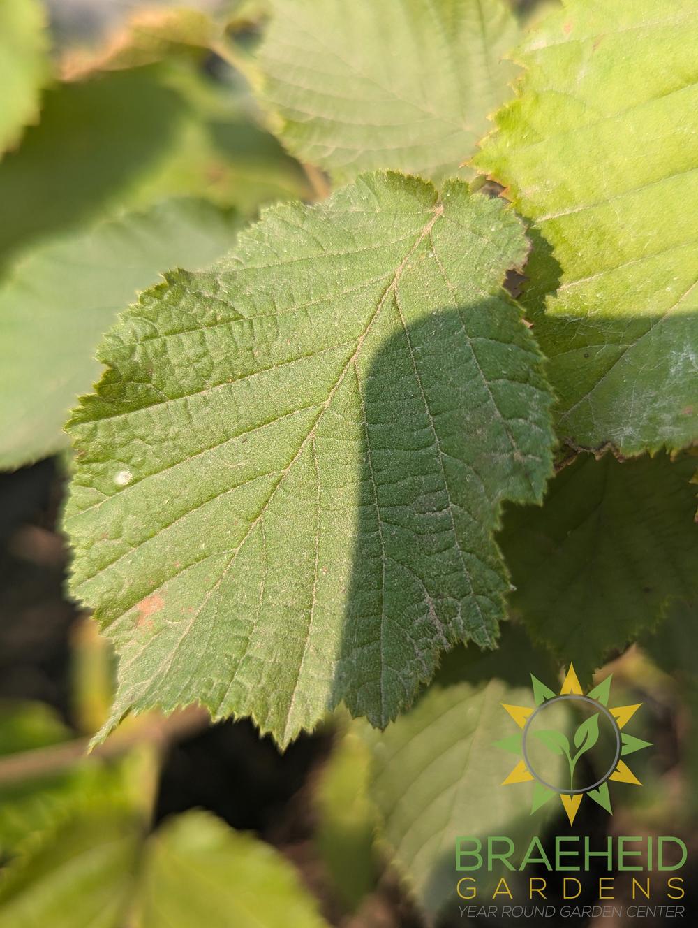 Combination Hazelnut Shrub - NO SHIP -