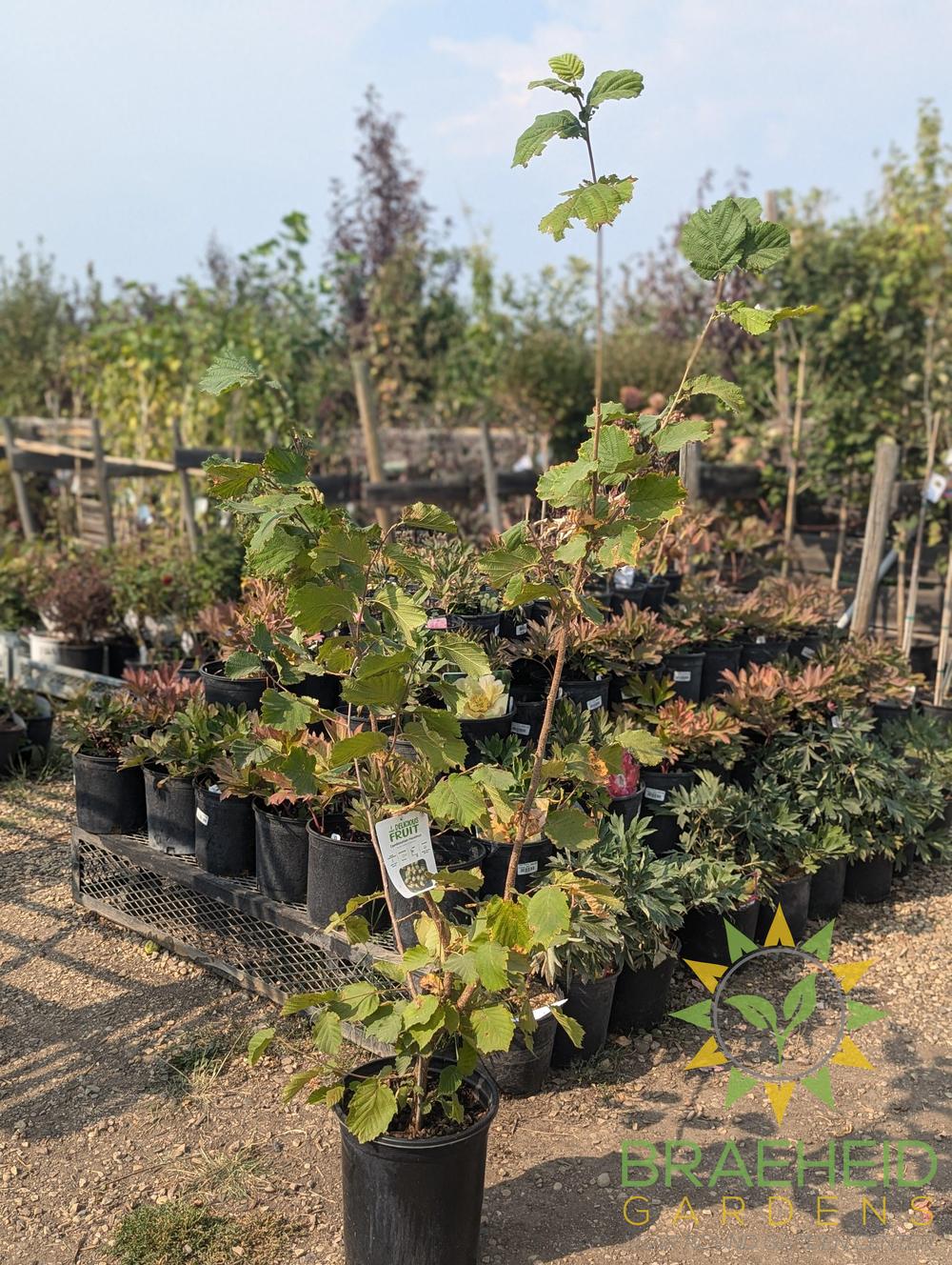 🍓 Auction #2 – From Yard to Table: Cherries, Plums & Berries