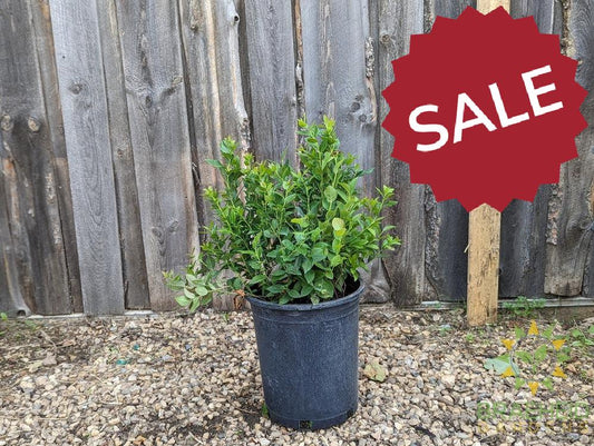 Buy Combo Blueberry an Edible Shrub in Grande Prairie Alberta - Braeheid Gardens Ltd.