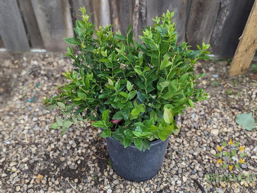 Buy Combo Blueberry an Edible Shrub in Grande Prairie Alberta - Braeheid Gardens Ltd.