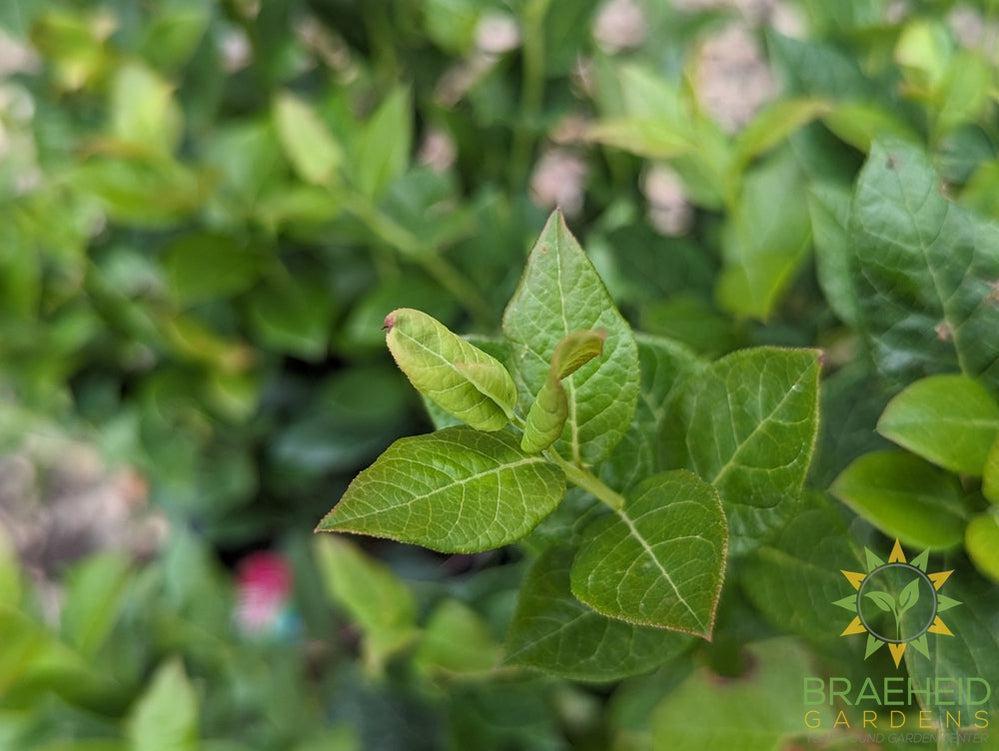 Buy Combo Blueberry an Edible Shrub in Grande Prairie Alberta - Braeheid Gardens Ltd.