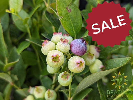 Buy Combo Blueberry an Edible Shrub in Grande Prairie Alberta - Braeheid Gardens Ltd.