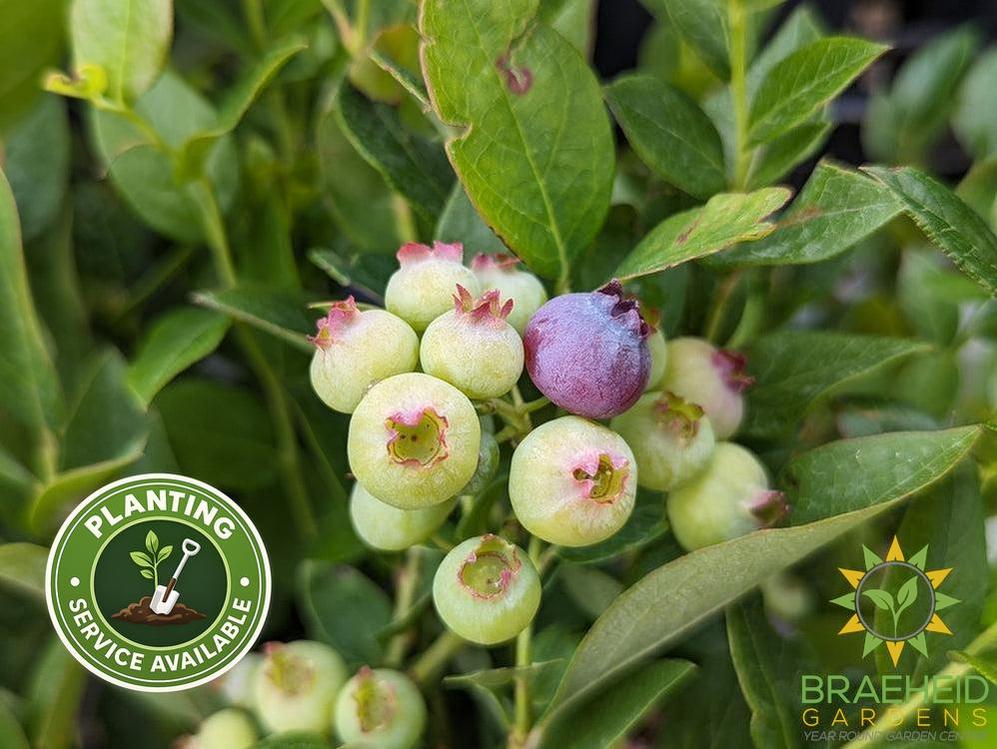 Buy Combo Blueberry an Edible Shrub in Grande Prairie Alberta - Braeheid Gardens Ltd.