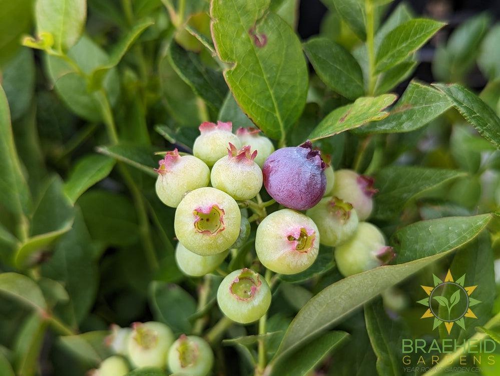 Buy Combo Blueberry an Edible Shrub in Grande Prairie Alberta - Braeheid Gardens Ltd.