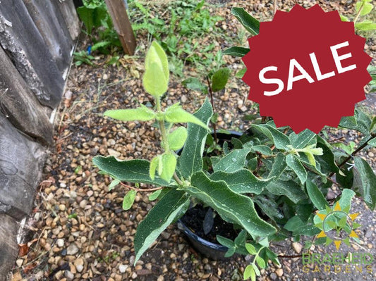 Buy Combo Haskap Berry an Edible Shrub in Grande Prairie Alberta - Braeheid Gardens Ltd.