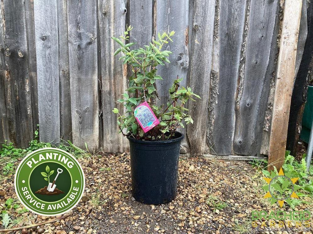Buy Combo Haskap Berry an Edible Shrub in Grande Prairie Alberta - Braeheid Gardens Ltd.
