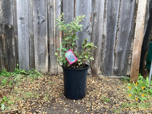 Buy Combo Haskap Berry an Edible Shrub in Grande Prairie Alberta - Braeheid Gardens Ltd.