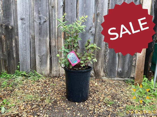 🍎 Auction #3 – Your Cold-Hardy Orchard & Berry Collection (Zone 3)