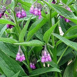 Comfrey (Bocking 14) Rootstock
